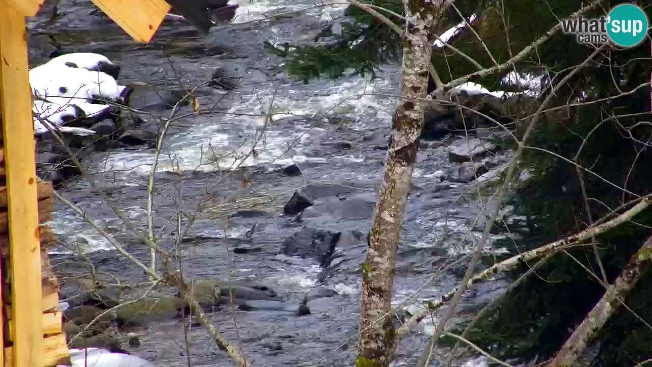 Webcam Lukanja – Pohorje houses a Water village