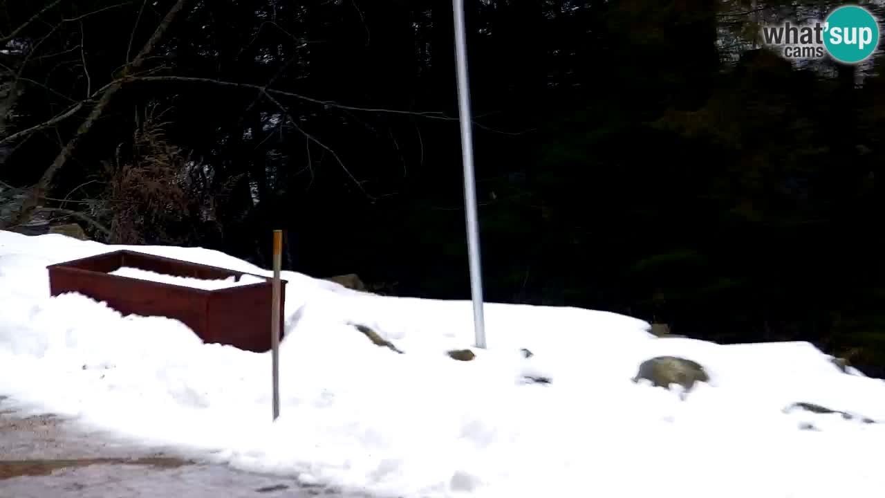 Webcam Lukanja – Pohorje houses a Water village