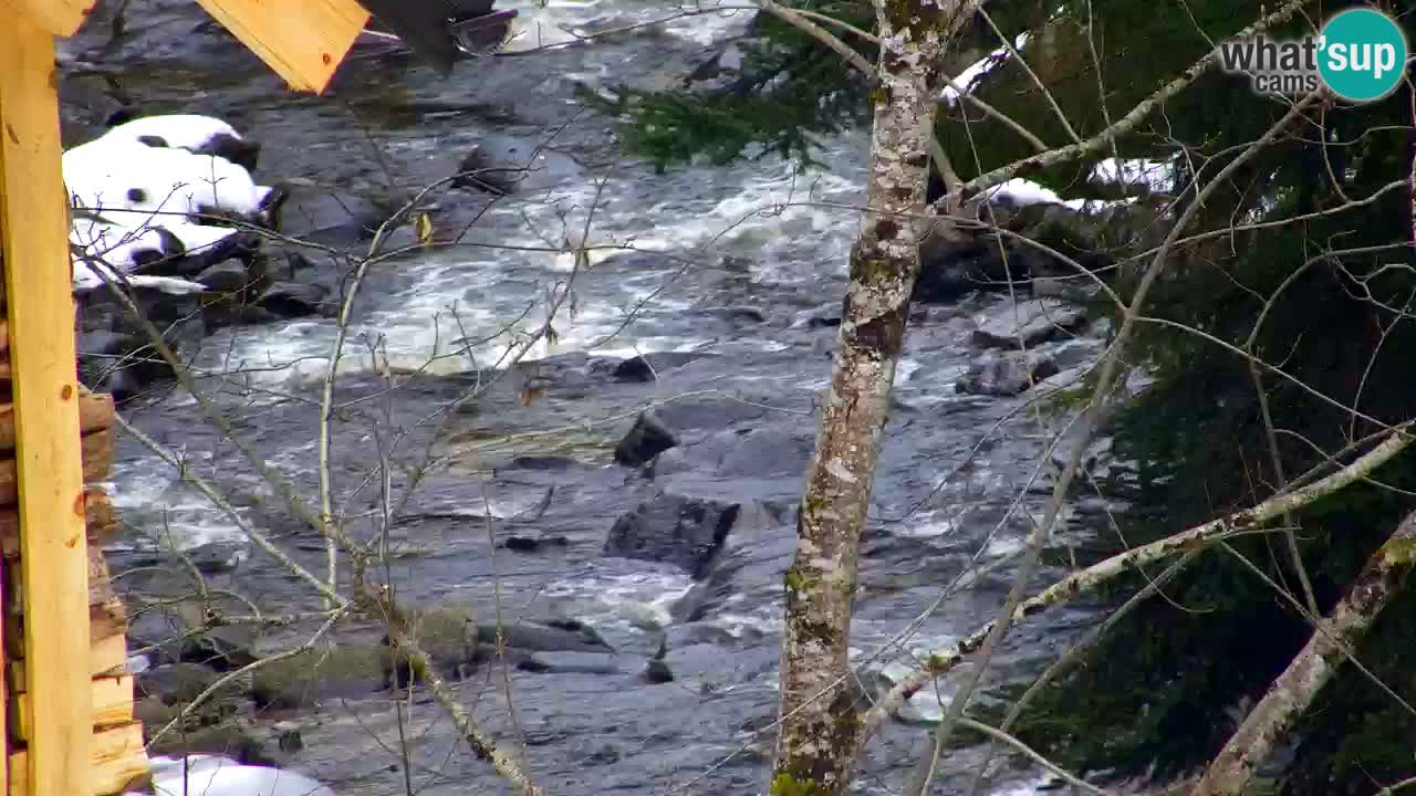 Webcam Lukanja – Pohorje houses a Water village