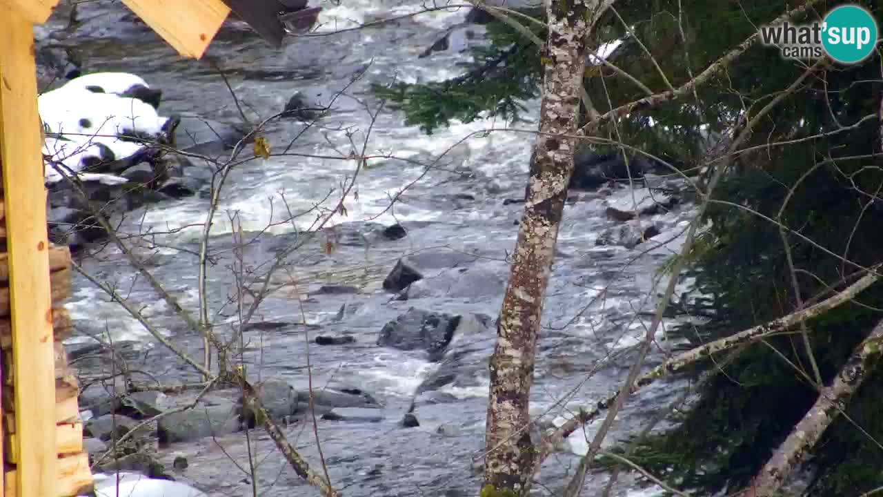 Webcam Lukanja – Pohorje houses a Water village