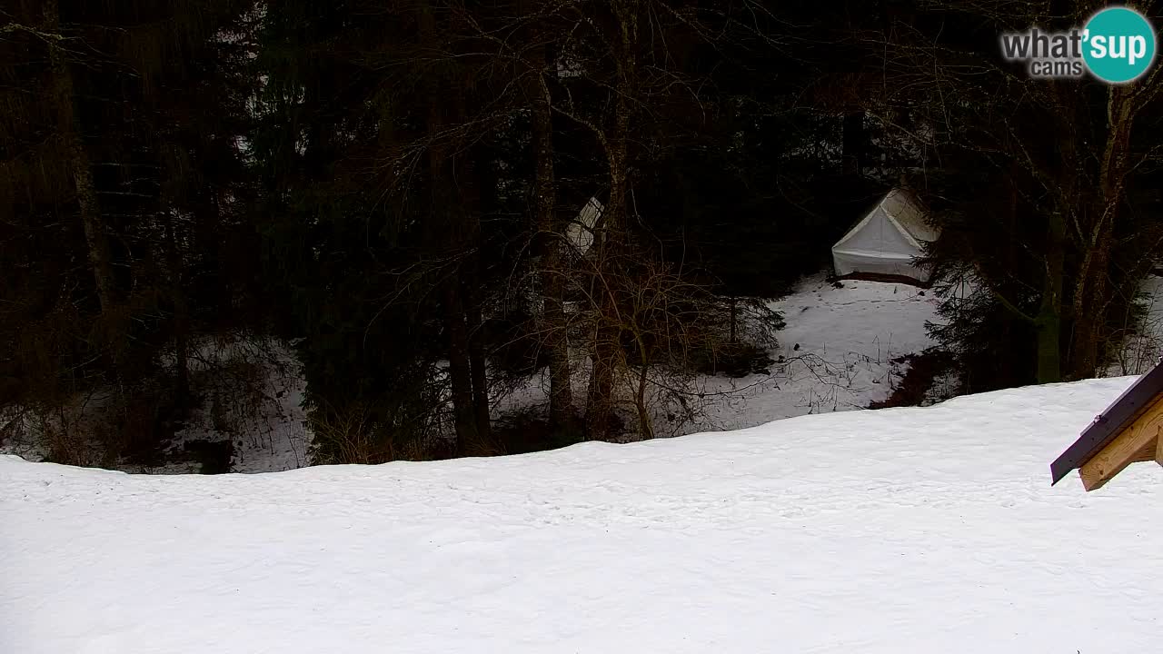 Webcam Lukanja – Water Village | Pohorje Houses