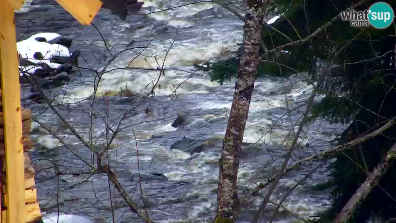 Webcam Lukanja – Water Village | Pohorje Houses