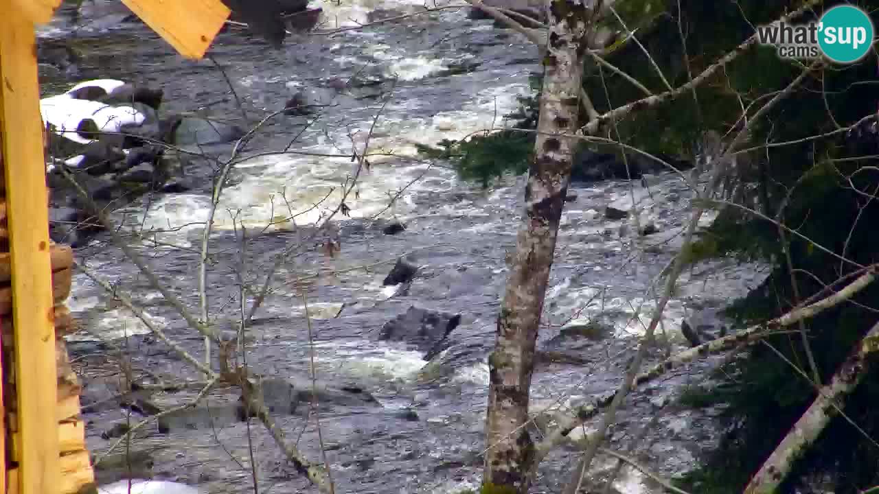 Webcam Lukanja – Water Village | Pohorje Houses