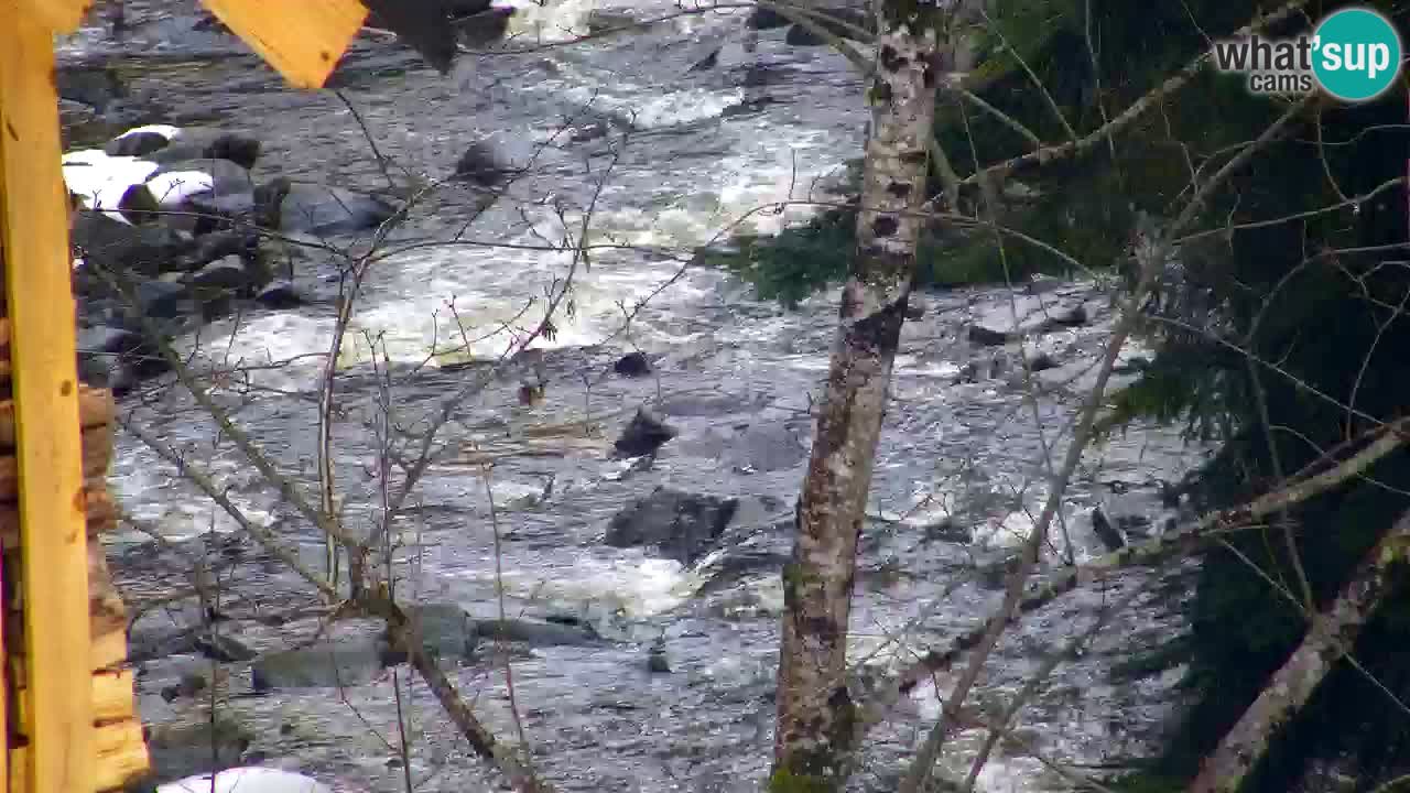 Webcam Lukanja – Water Village | Pohorje Houses