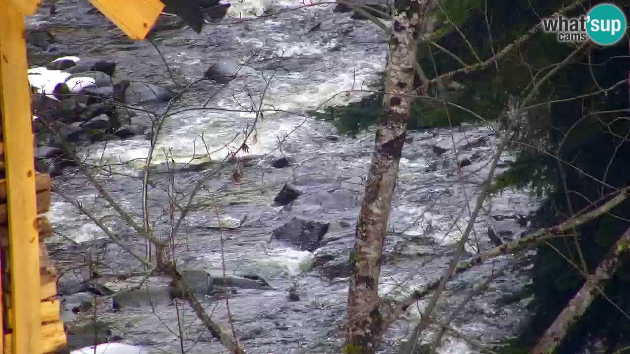 Webcam Lukanja – Water Village | Pohorje Houses