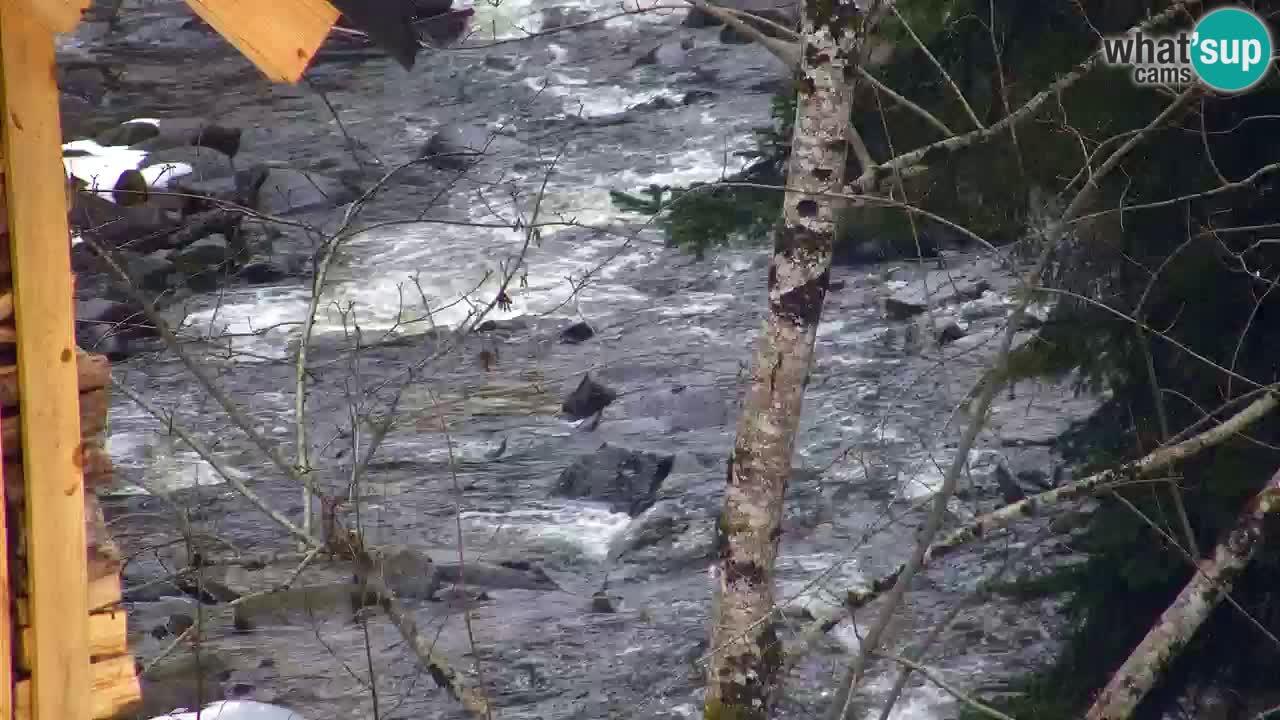 Webcam Lukanja – Water Village | Pohorje Houses