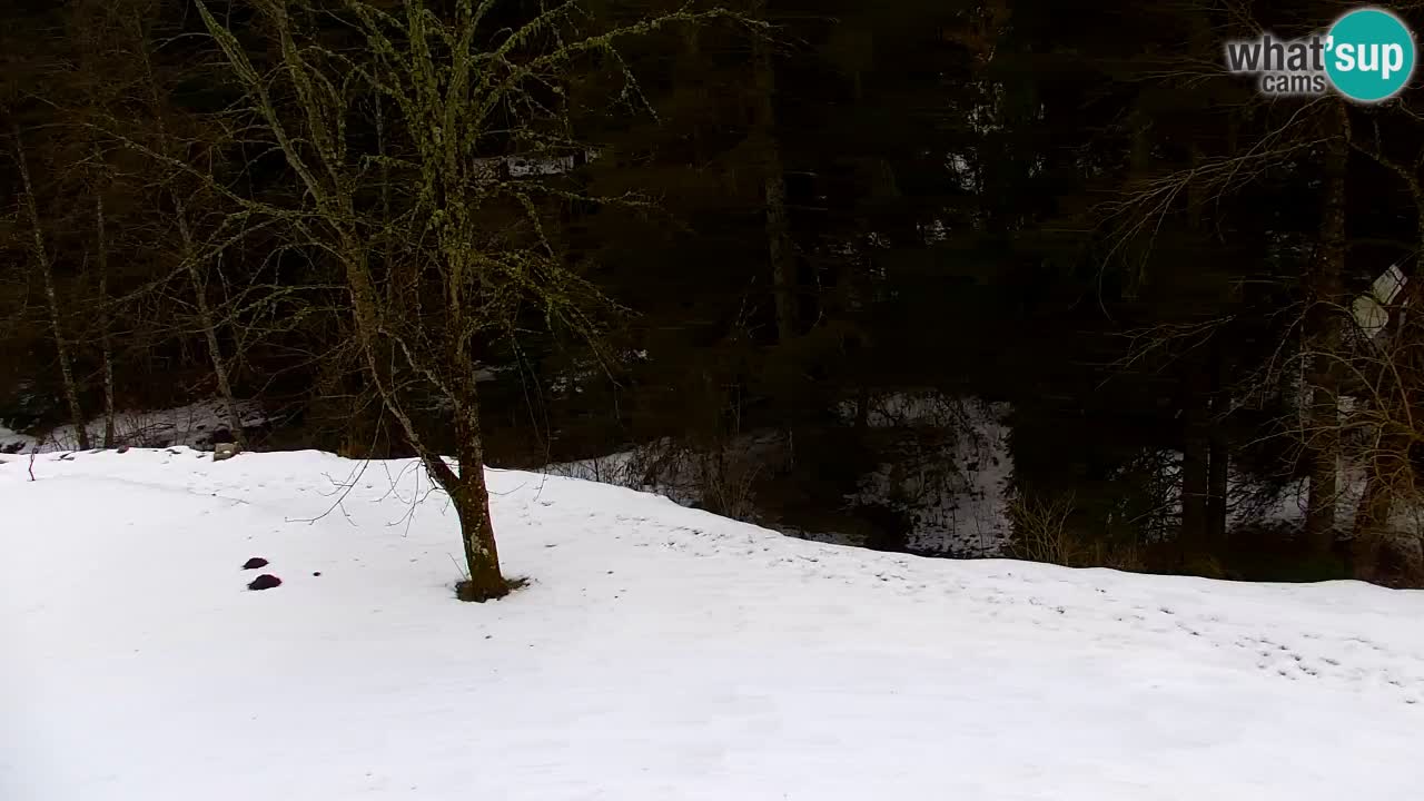 Spletna kamera Lukanja – Water Village | Pohorje Houses