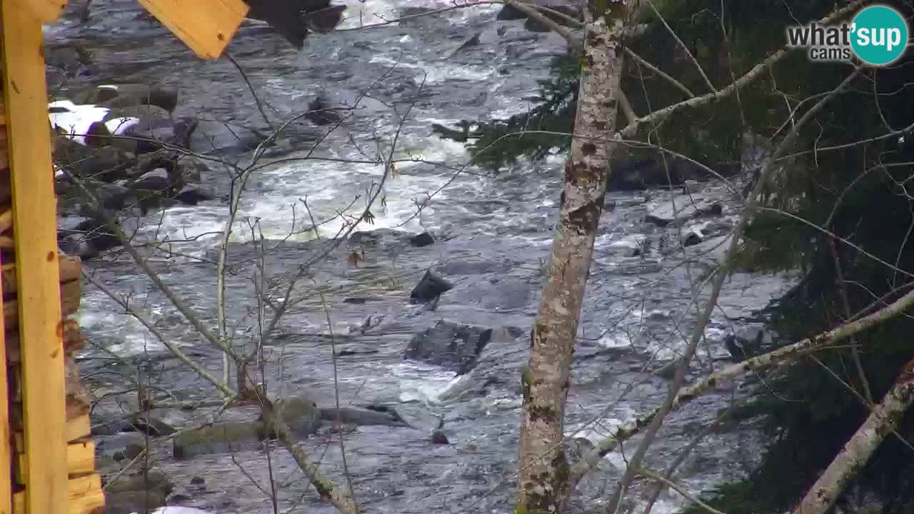 Webcam Lukanja – Water Village | Pohorje Houses