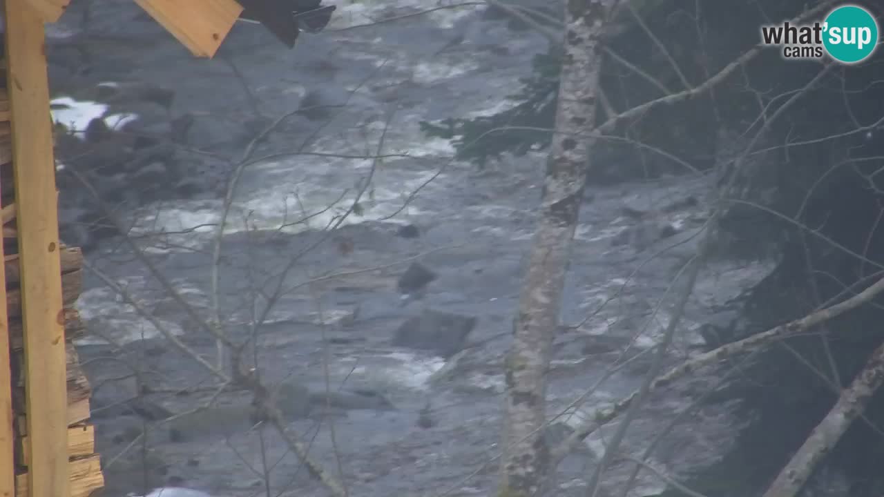 Webcam Lukanja – Water Village | Pohorje Houses