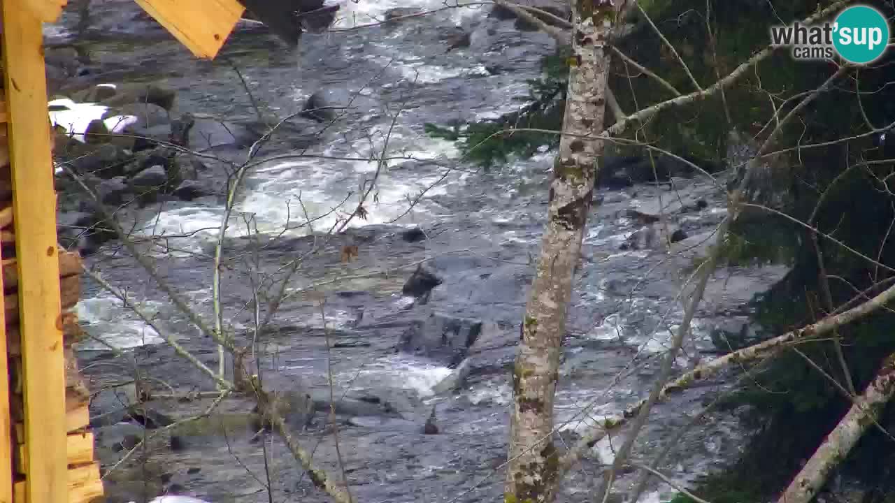 Web kamera Lukanja – Water Village | Pohorje Houses