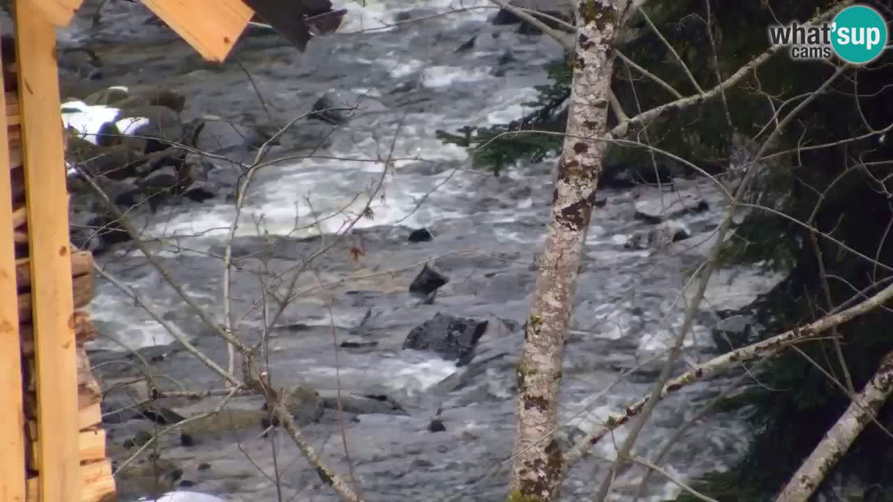 Spletna kamera Lukanja – Water Village | Pohorje Houses