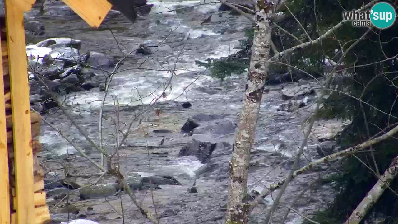 Spletna kamera Lukanja – Water Village | Pohorje Houses