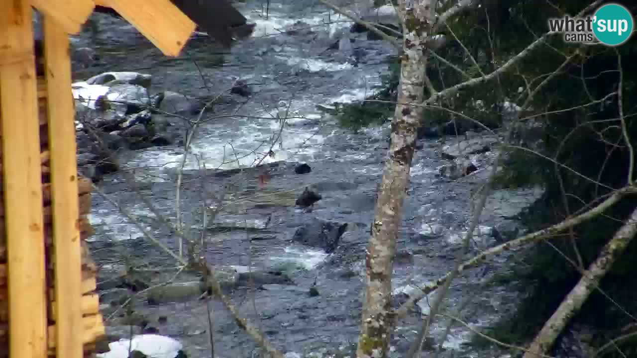 Spletna kamera Lukanja – Water Village | Pohorje Houses