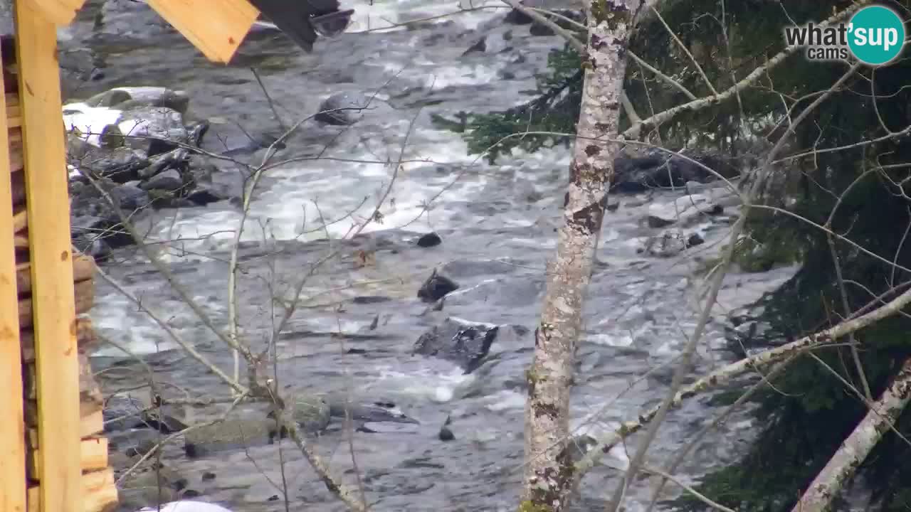 Webcam Lukanja – Water Village | Pohorje Houses