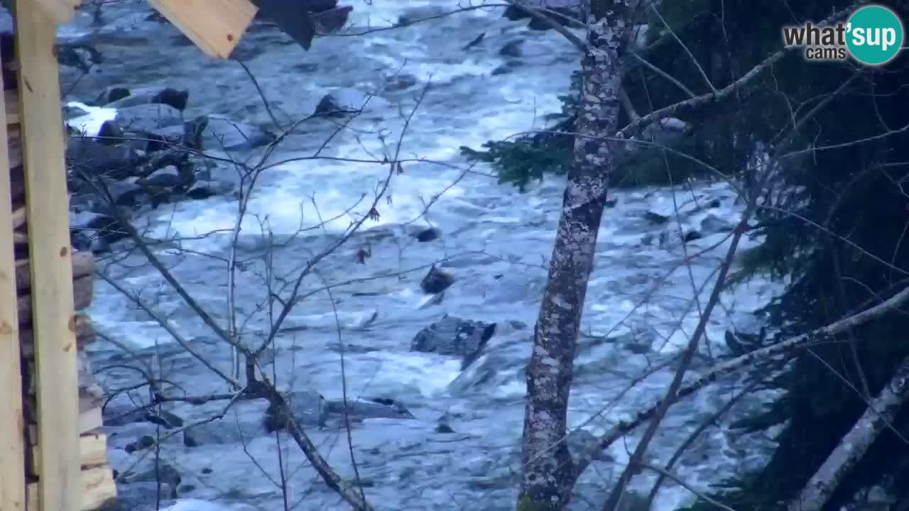 Webcam Lukanja – Water Village | Pohorje Houses