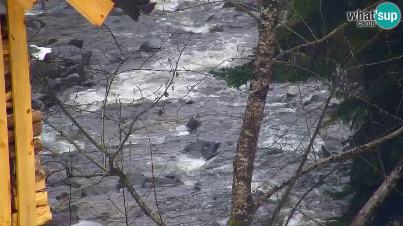 Spletna kamera Lukanja – Water Village | Pohorje Houses