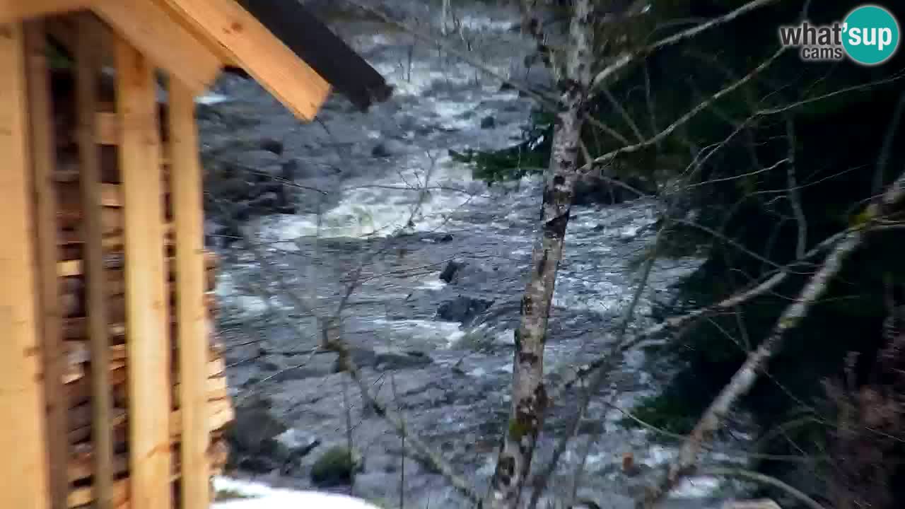 Webcam Lukanja – Pohorje houses a Water village