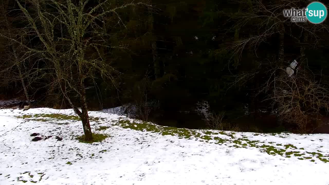 Webcam Lukanja – Water Village | Pohorje Houses