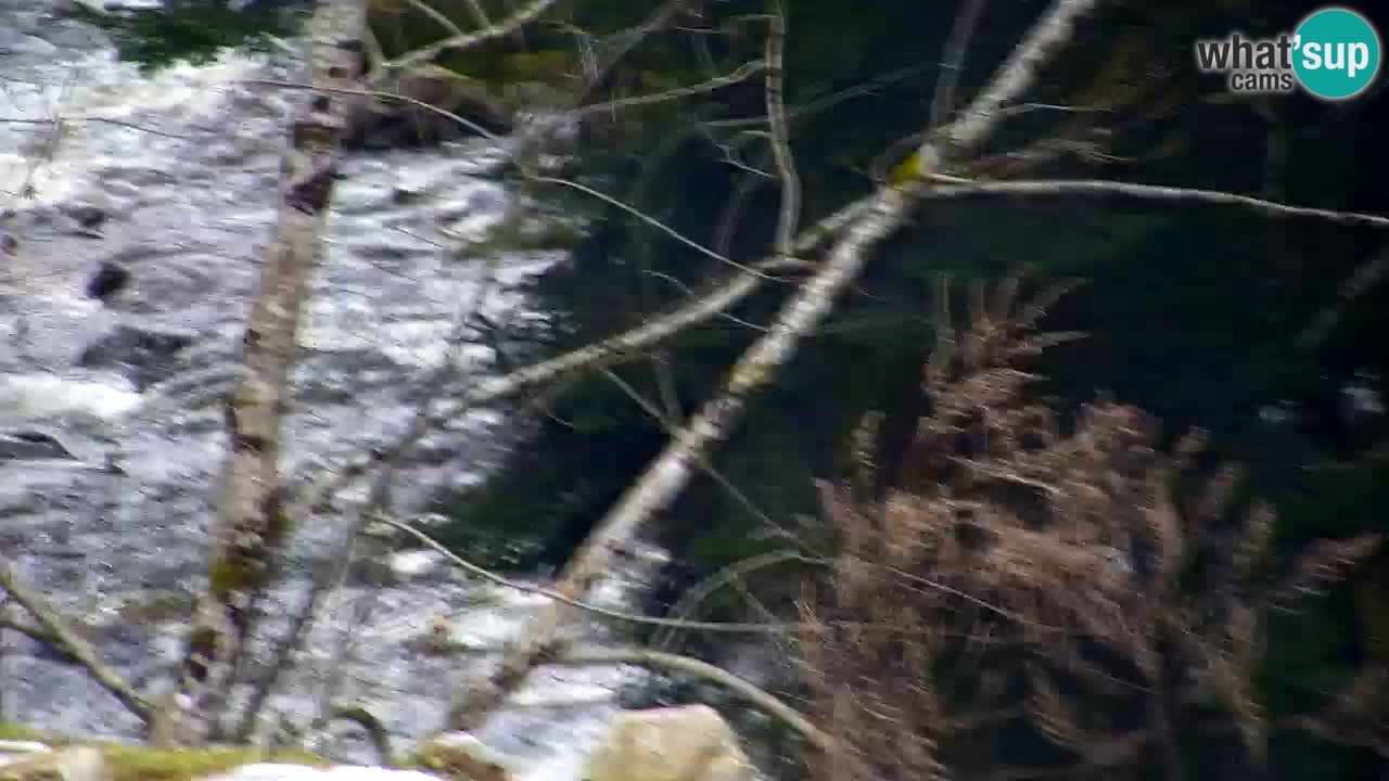 Webcam Lukanja – Water Village | Pohorje Houses