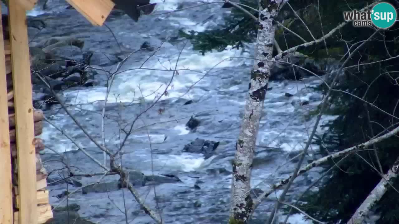 Webcam Lukanja – Water Village | Pohorje Houses