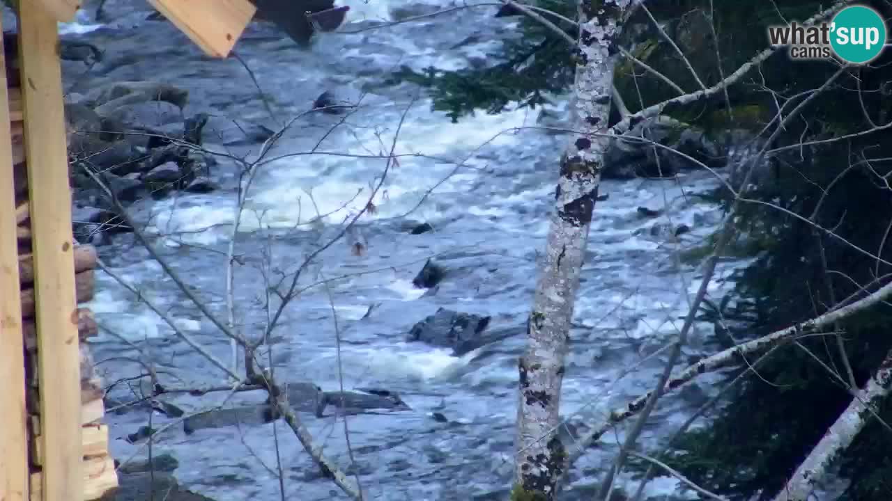 Webcam Lukanja – Water Village | Pohorje Houses