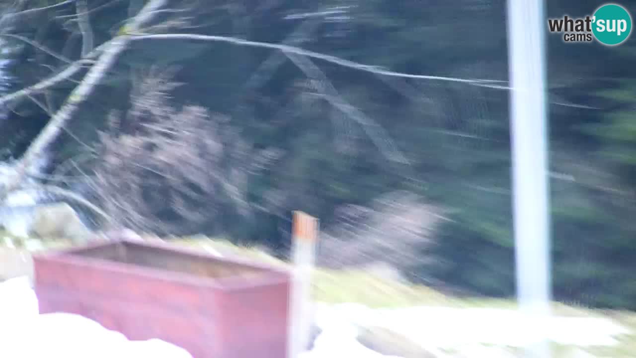 Spletna kamera Lukanja – Water Village | Pohorje Houses