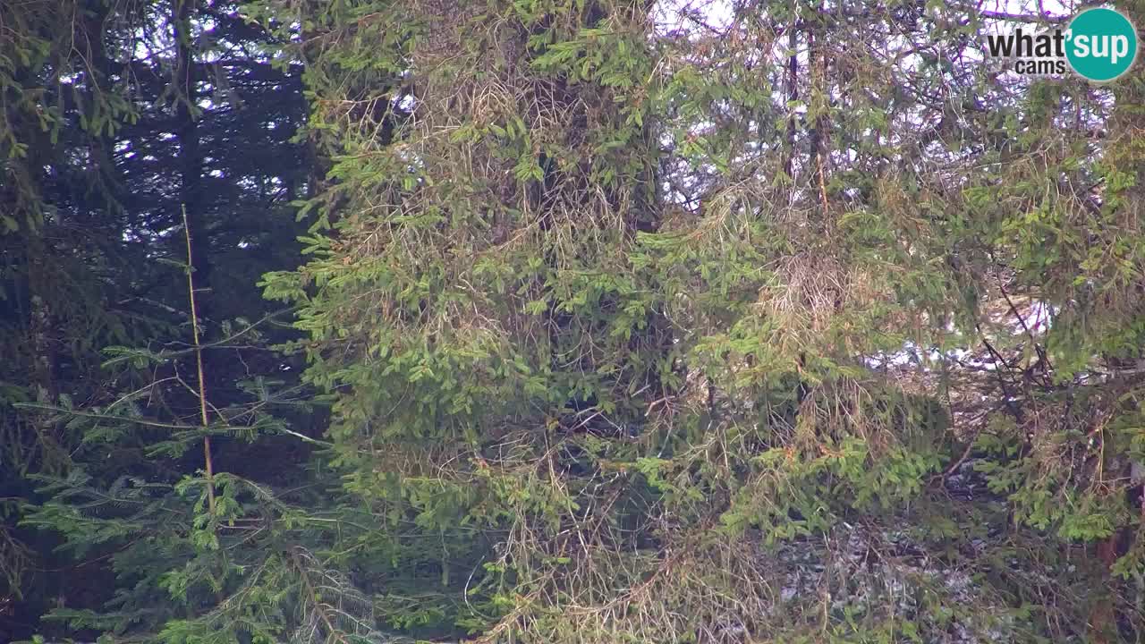 Webcam Lukanja – Water Village | Pohorje Houses