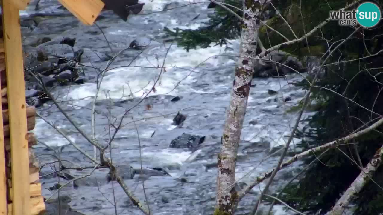 Webcam Lukanja – Water Village | Pohorje Houses