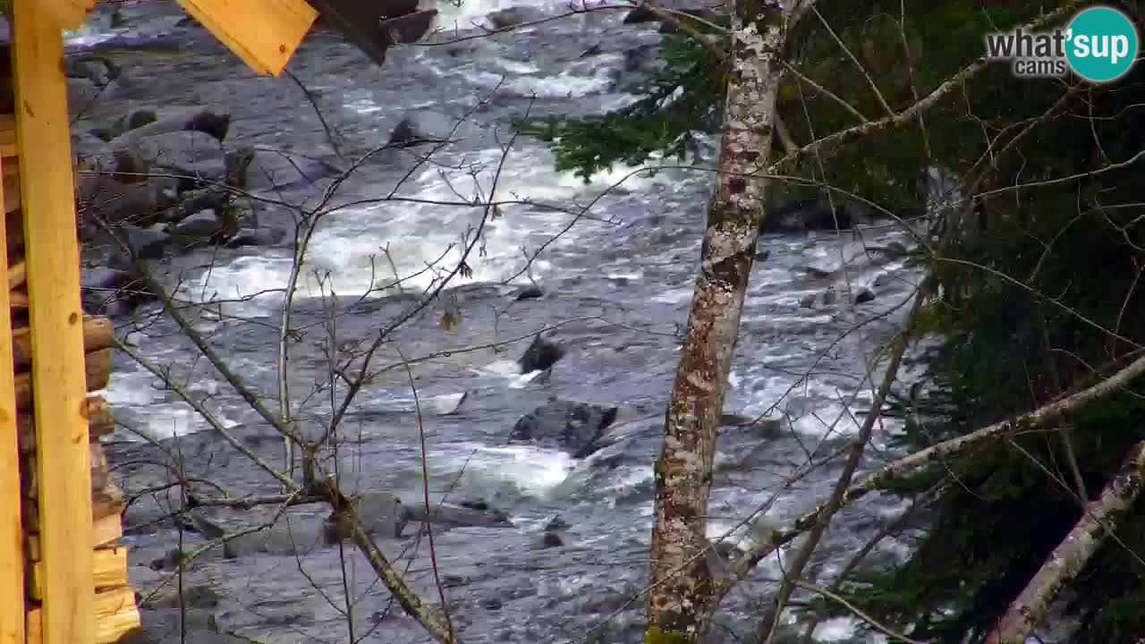 Webcam Lukanja – Water Village | Pohorje Houses