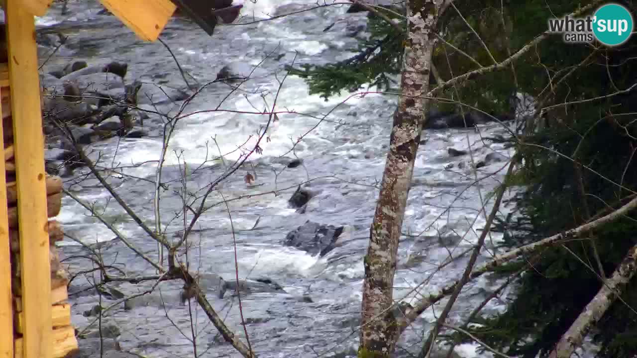 Web kamera Lukanja – Water Village | Pohorje Houses