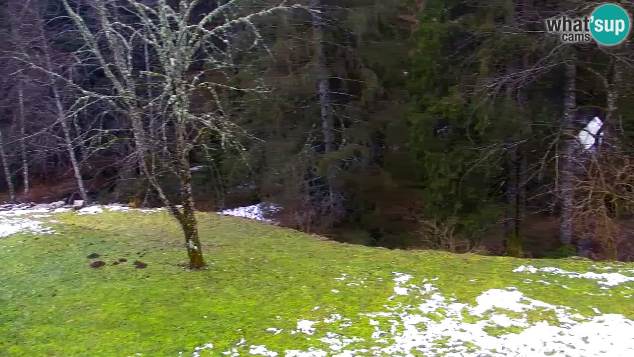 Webcam Lukanja – Pohorje houses a Water village