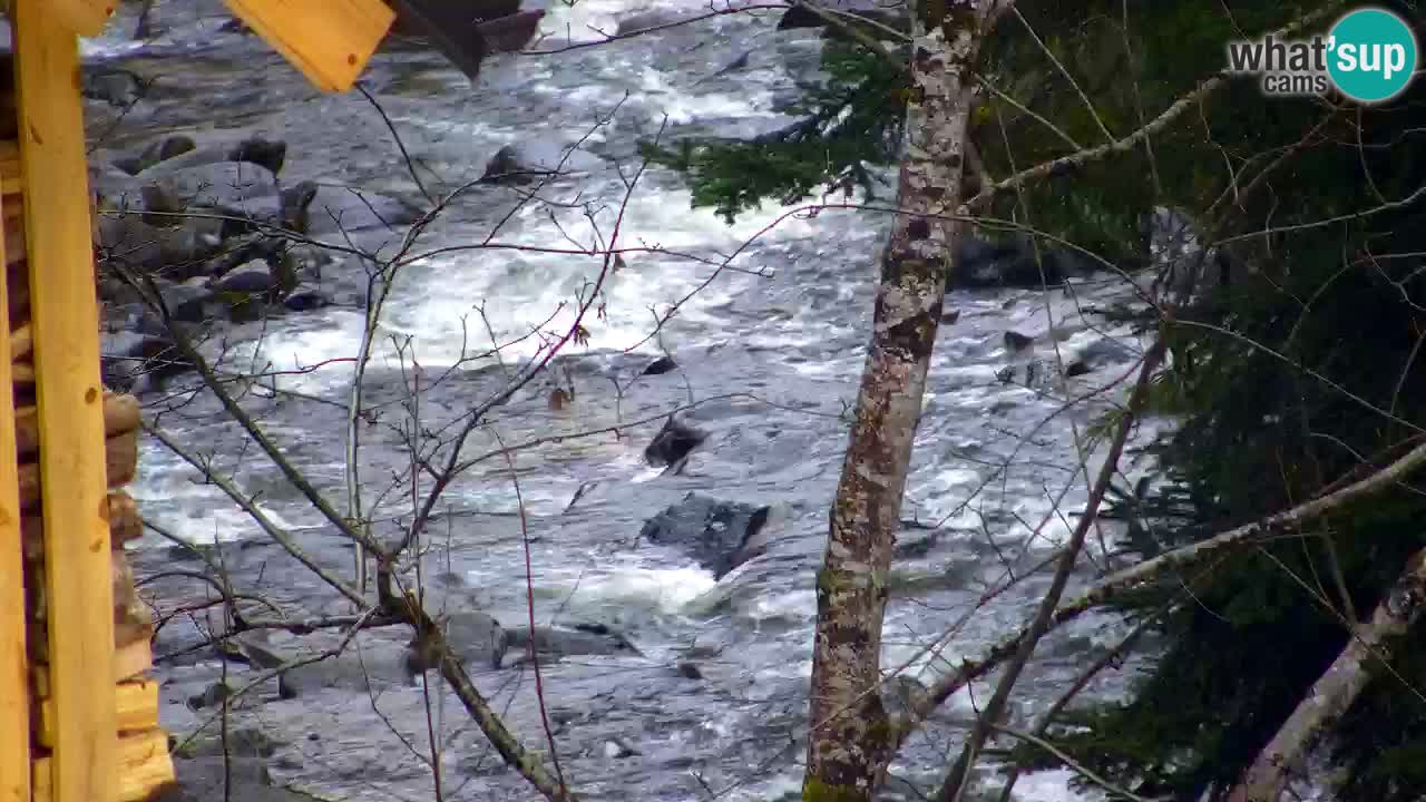 Webcam Lukanja – Water Village | Pohorje Houses