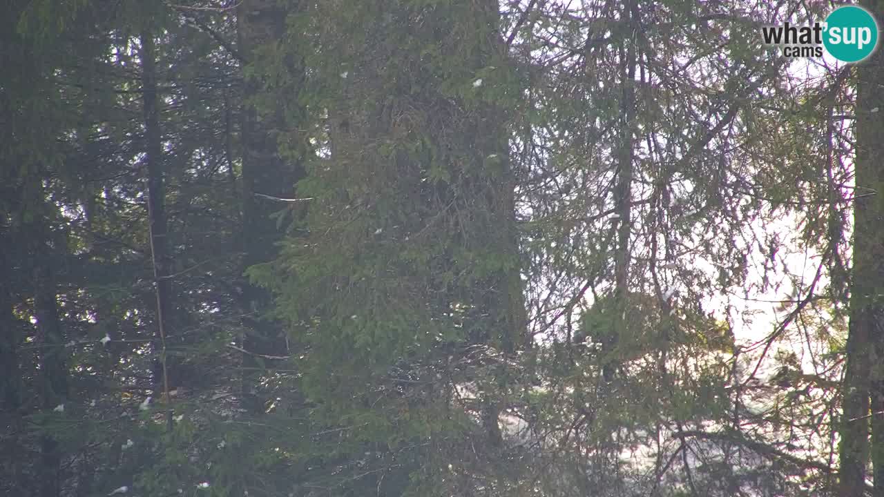 Webcam Lukanja – Pohorje houses a Water village