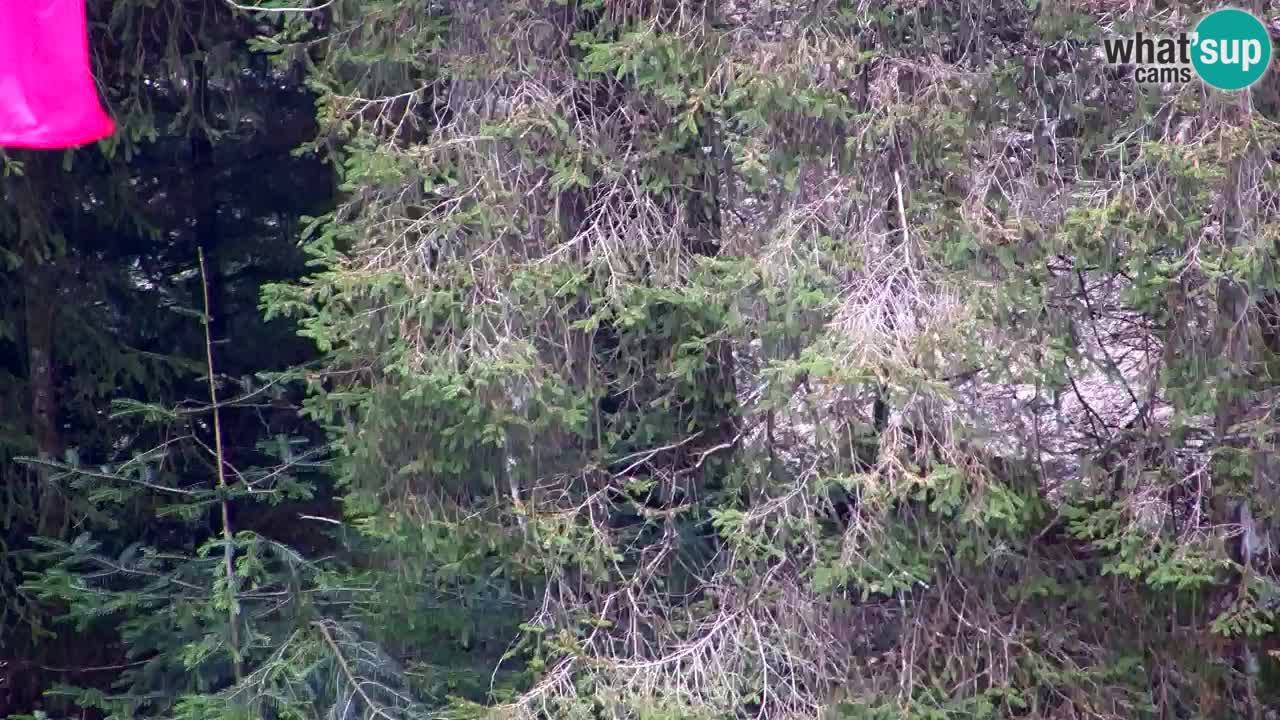 Spletna kamera Lukanja – Water Village | Pohorje Houses