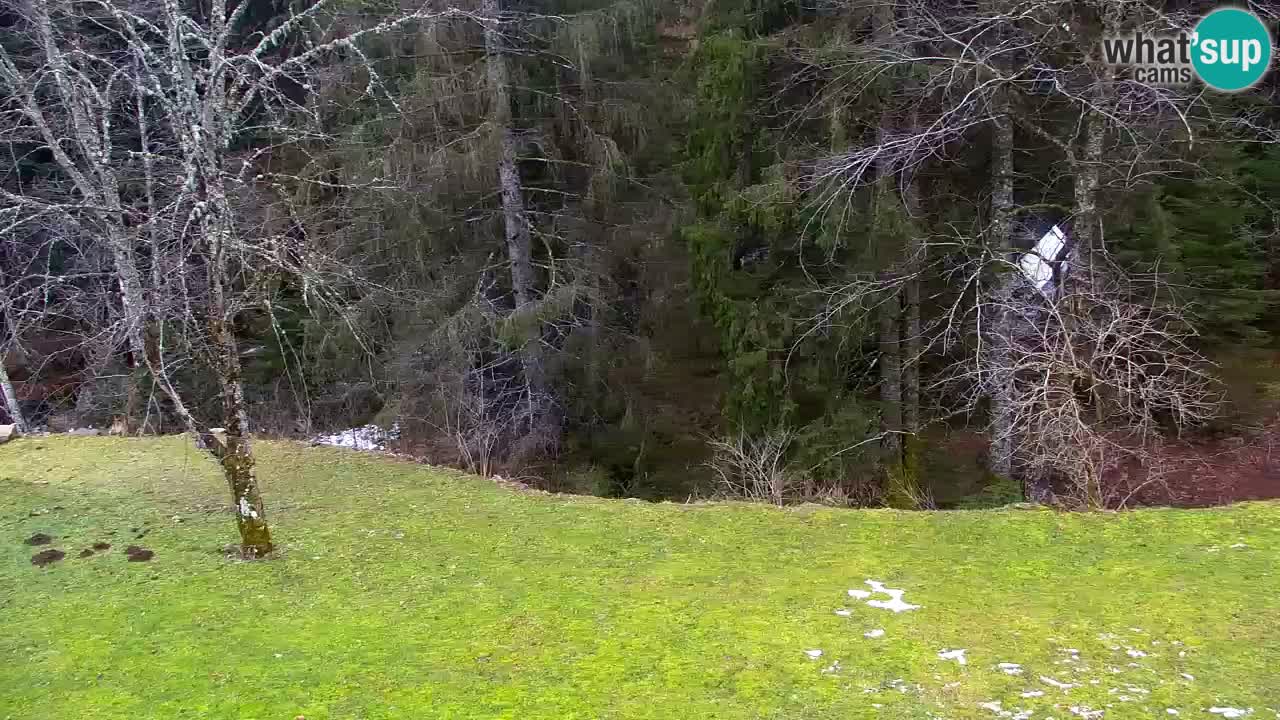 Webcam Lukanja – Water Village | Pohorje Houses