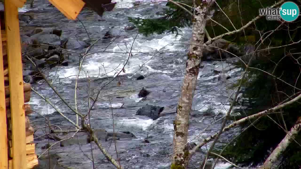 Webcam Lukanja – Water Village | Pohorje Houses