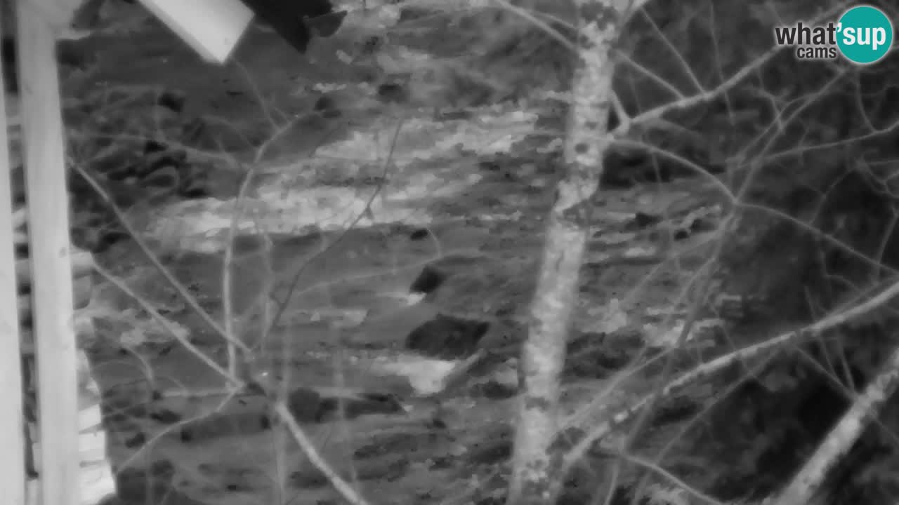 Spletna kamera Lukanja – Water Village | Pohorje Houses