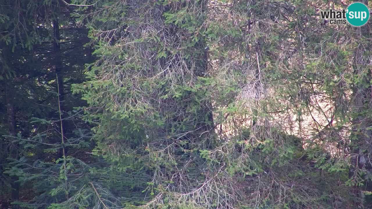 Webcam Lukanja – Water Village | Pohorje Houses