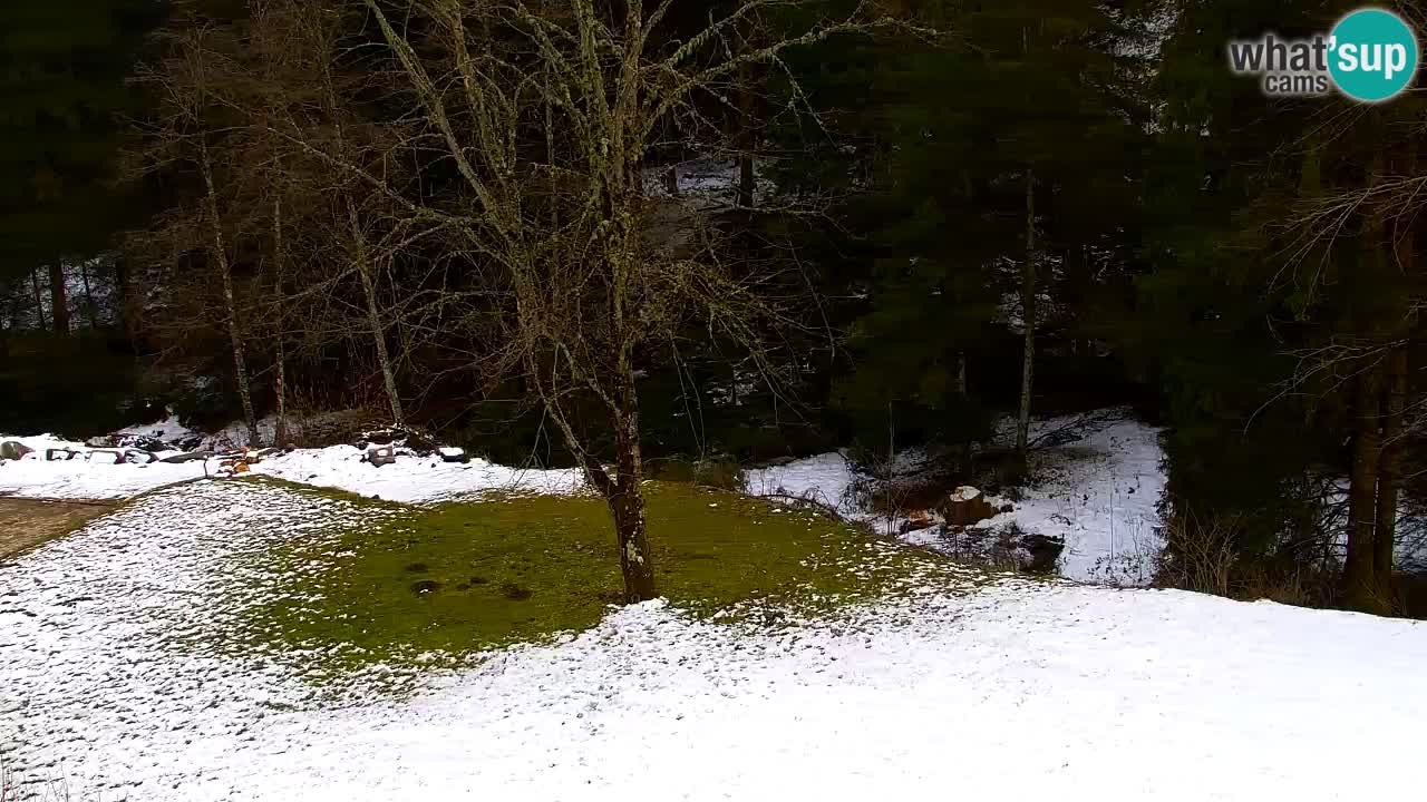 Spletna kamera Lukanja – Water Village | Pohorje Houses