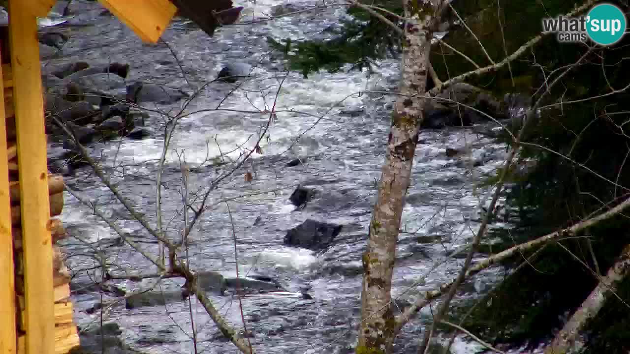 Webcam Lukanja – Pohorje houses a Water village