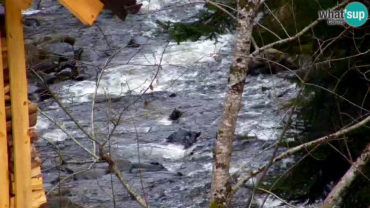 Spletna kamera Lukanja – Water Village | Pohorje Houses