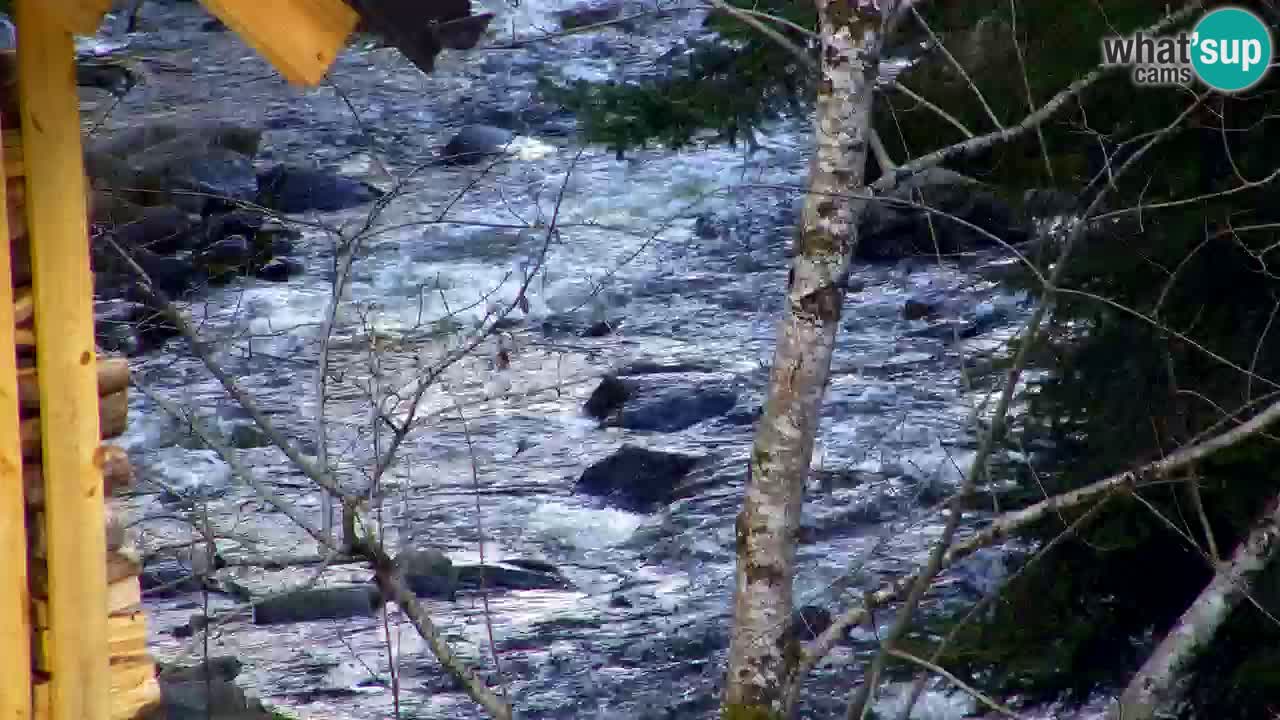 Spletna kamera Lukanja – Water Village | Pohorje Houses