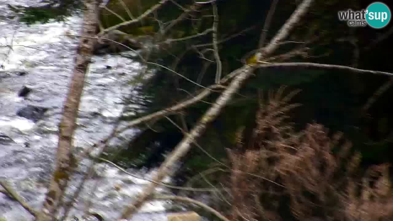 Webcam Lukanja – Water Village | Pohorje Houses