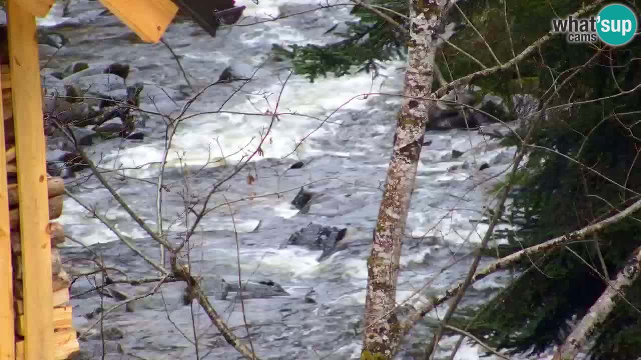 Webcam Lukanja – Water Village | Pohorje Houses