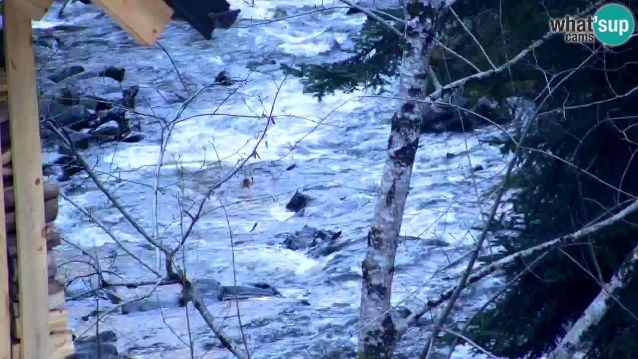 Web kamera Lukanja – Water Village | Pohorje Houses