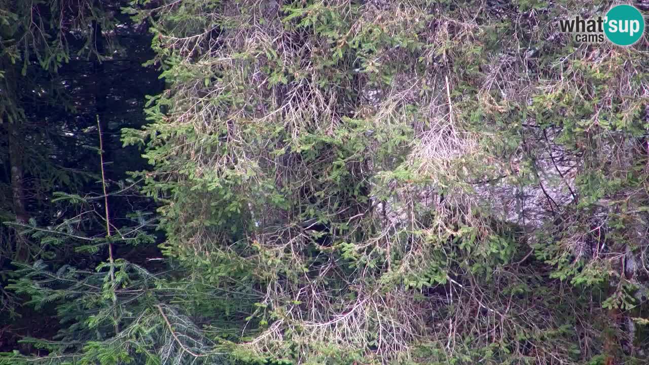 Webcam Lukanja – Water Village | Pohorje Houses