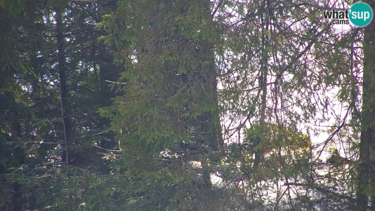 Webcam Lukanja – Water Village | Pohorje Houses