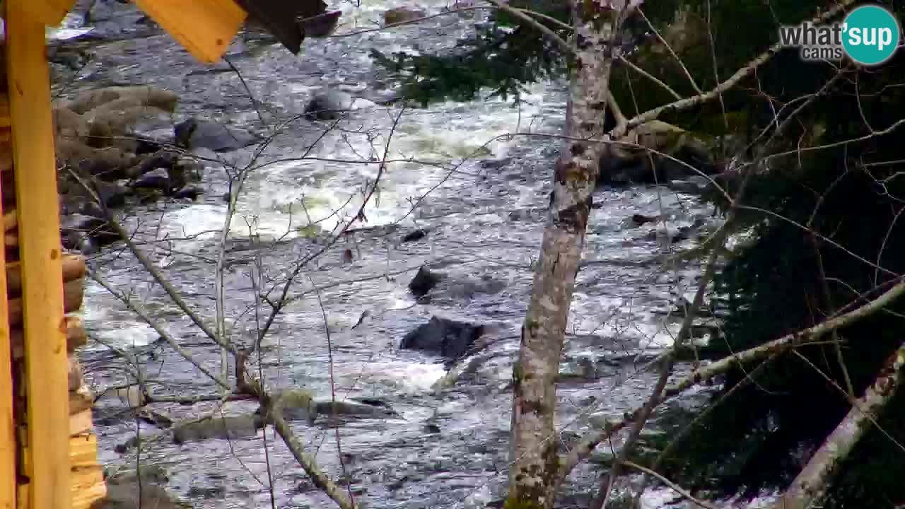 Web kamera Lukanja – Water Village | Pohorje Houses