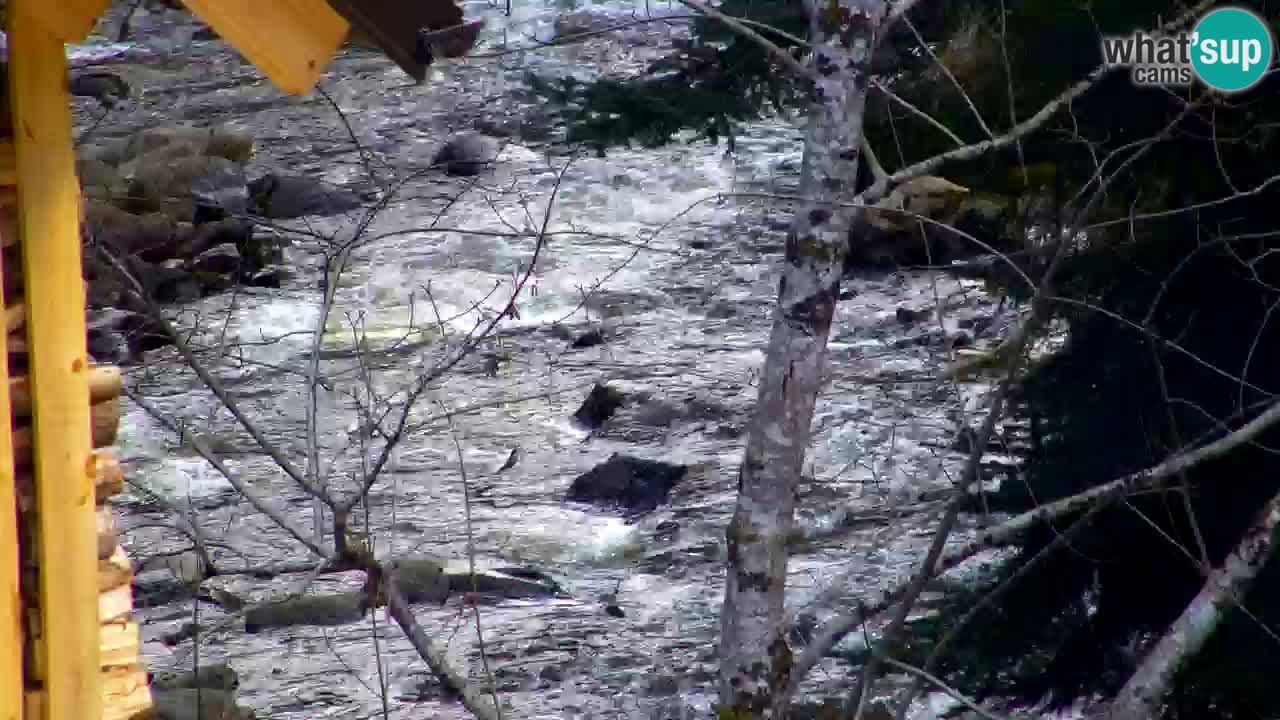 Webcam Lukanja – Pohorje houses a Water village