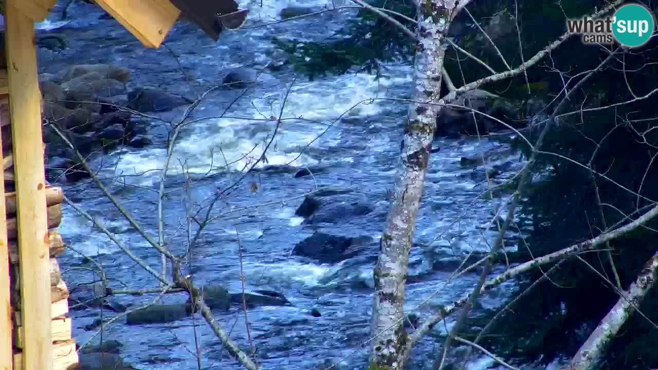 Webcam Lukanja – Water Village | Pohorje Houses